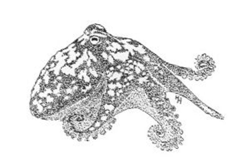 Kleine octopus (Eledone cirrhosa)