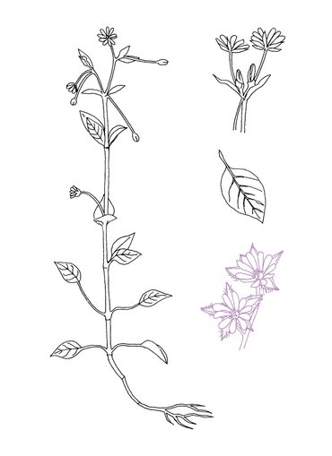 Vogelmuur, afbeelding uit het Stoepplantjes kleurboek