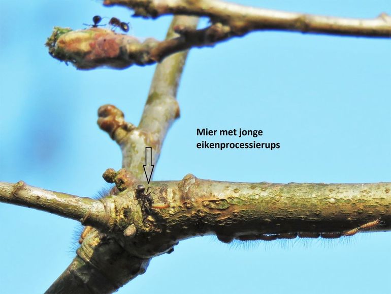 Mieren vangen eikenprocessierupsen in de bomen en brengen ze naar het nest