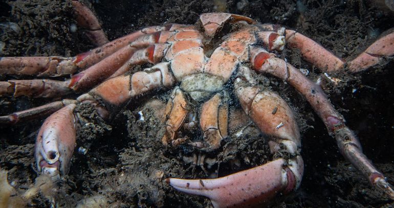 Nog een dode strandkrab: er worden alleen opvallend veel dode krabben en zeekreeften in de Oosterschelde aangetroffen, geen andere dode zeedieren