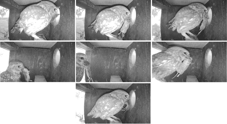 Figuur 2: binnengebrachte prooien door een steenuil in de nestkast in Meddo op 11 juni 2026 tussen 7:00 uur ’s ochtends en 12:00 uur ’s middags, met een muis om 7:05, 7:18, 8:26, 10:41, 10:49, 11:25 en 11:38 uur