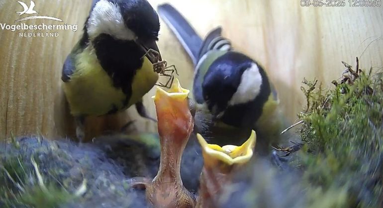 Beeld van een nestcamera van Beleef de Lente: koolmeesjes worden gevoerd