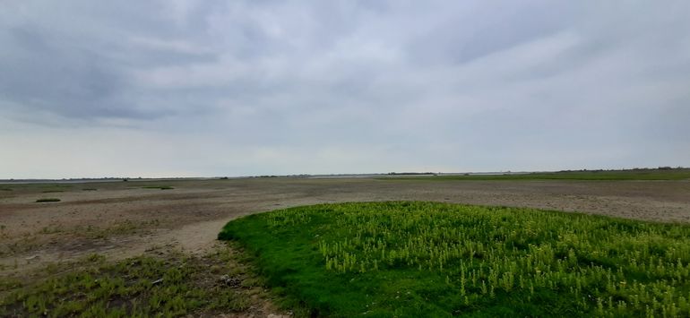 De Rug met in noordwestelijke richting het Lauwersmeer. Links op de foto zouttolerante pioniervegetatie met zeekraal (Salicornia), rechts op de hogere delen heelblaadjes (Pulicaria dysenterica)