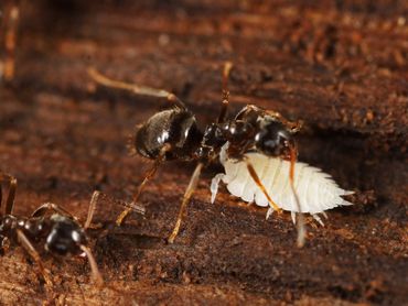 De mierenpissebed wordt getolereerd door hun mierengastheren.