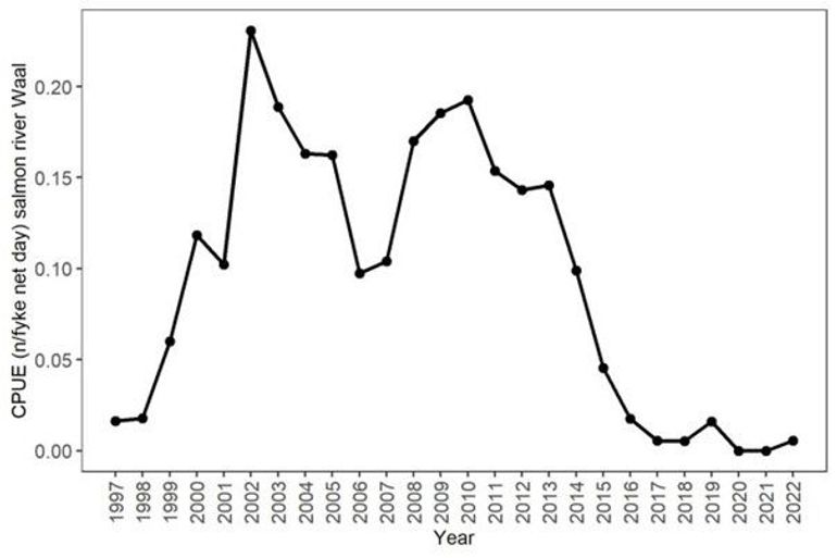 Aantal gevangen volwassen Atlantische zalmen per fuiknacht in de zalmsteken (grote fuiken met grote maaswijdtes) per jaar in de Waal