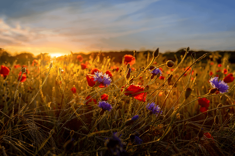 Bloemrijke akkerranden bieden onder andere leefgebied aan insecten.