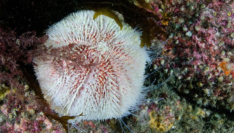 De koudwatersoort Strongylocentrotus droebachiensis. Als Nederlandse naam wordt Witpuntzee-egel voorgesteld, naar de meestal witte uiteinden van de stekels