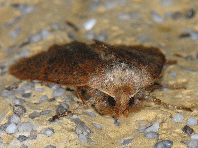 De bosbesuilen die je begin volgend jaar ziet, zijn de overwinteraars van nu