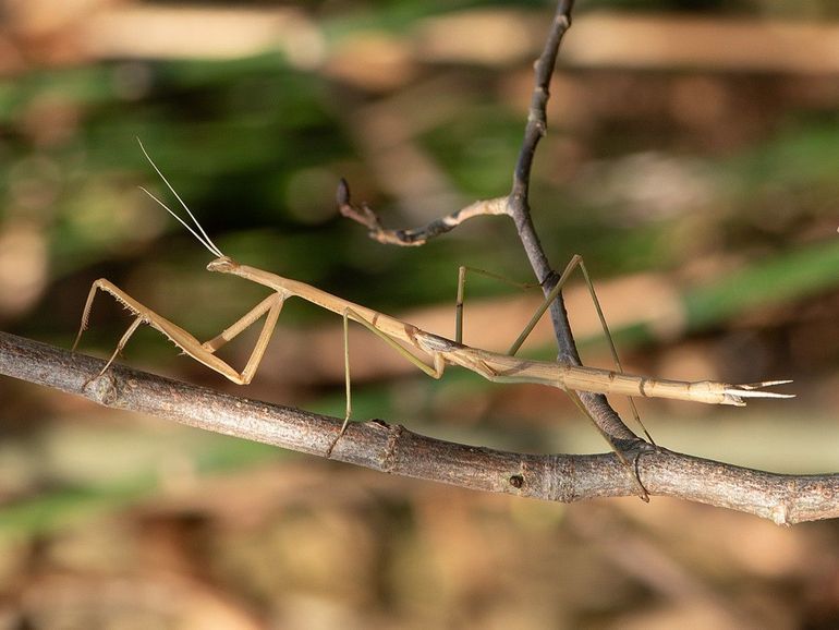 Met zijn bijna 7 centimeter lengte is de Arubaanse bidsprinkhaan een van de grootste insecten van de ABC-eilanden