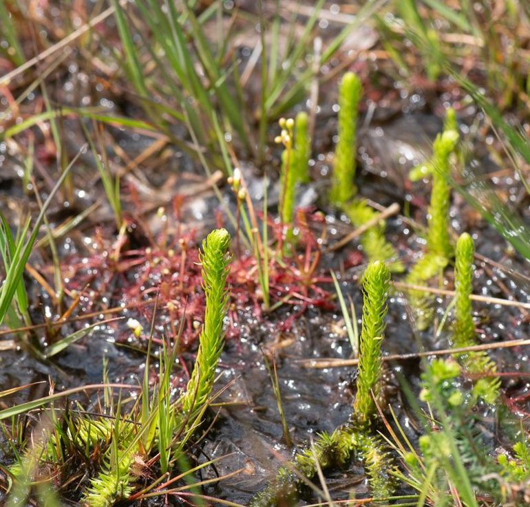 Wolfsklauwen, zoals deze moeraswolfsklauw, zijn primitieve planten die nog geen zaden vormen, maar sporen, net als mossen en varens