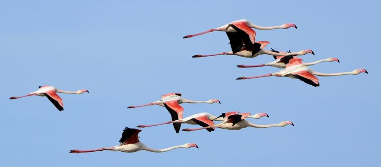 Flamingo's in de vlucht