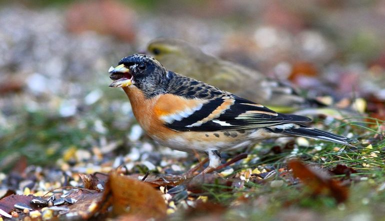 Een keep snoept van vogelvoer