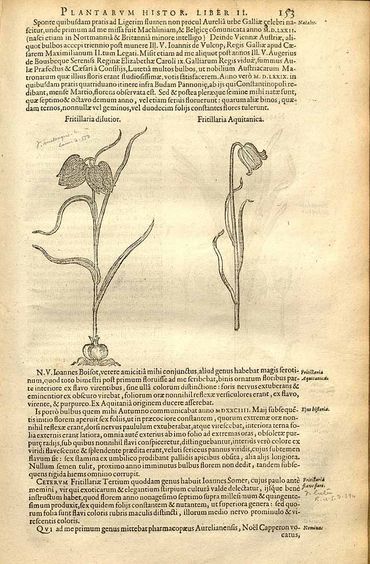 Rariorum plantarum historia (1601)