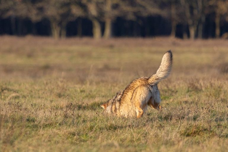 Wolf jaagt op muisjes