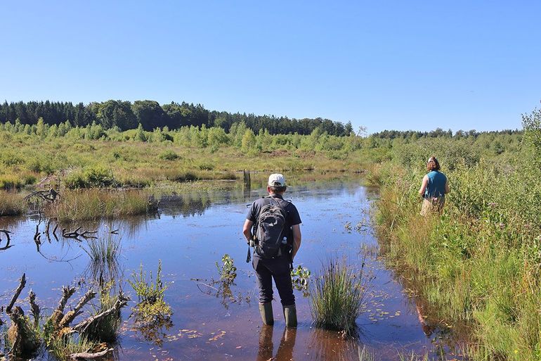 Al dat vastgehouden water zorgt voor moerasjes en kletsnat veen aan de oevers