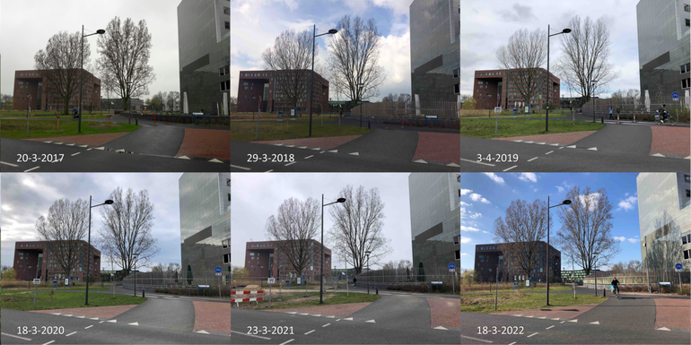 Stand van de ontwikkeling van twee populieren in Wageningen rond 20 maart in de jaren 2017 tot en met 2022. In 2019 is geen foto rond 20 maart gemaakt