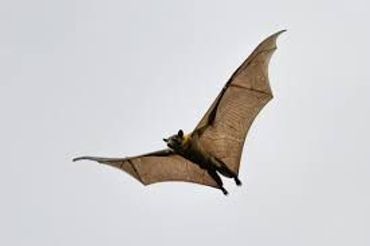 Madagaskarpalmvleerhond