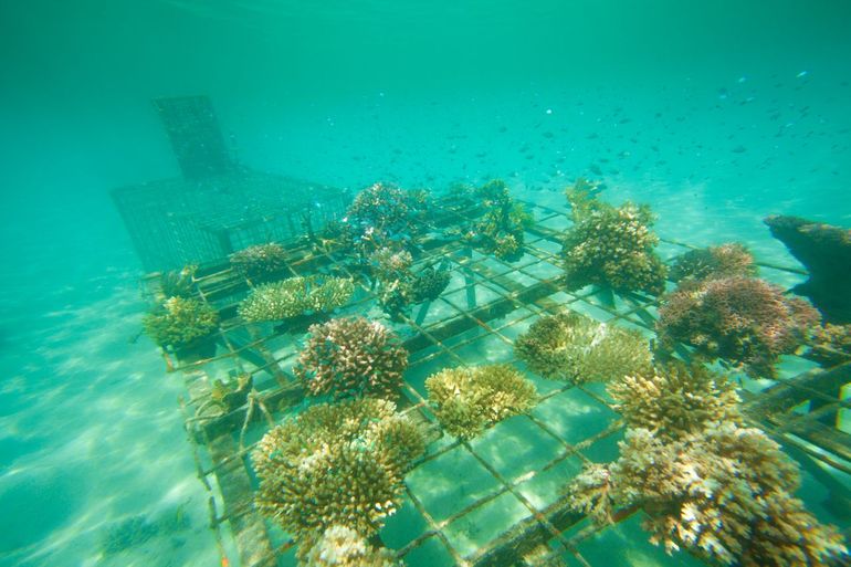 Gekweekte koralen groeien op een metalen frame in een koraaltuin