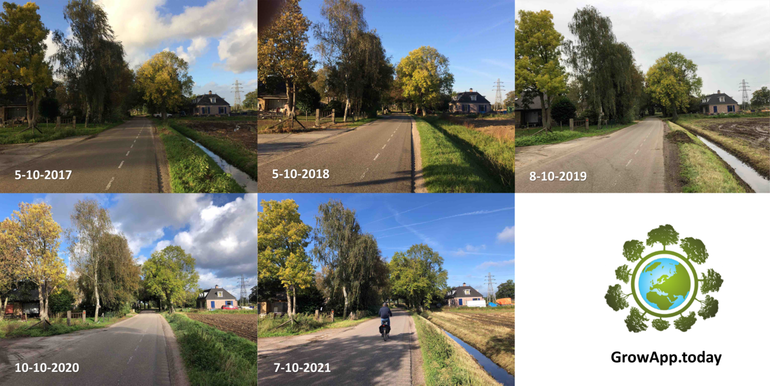 Difference in degree of leaf colouring and leaf fall of different tree species (Birch, Ash, Beech) in Bennekom around the beginning of October in the years 2017 to 2021