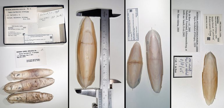 Schilden van de Slanke zeekat in de Nederland-collectie van Naturalis. Links: exemplaren van Ritthem; middelste twee foto's: 3 van 4 schilden van Bloemendaal; rechts van Schiermonnikoog