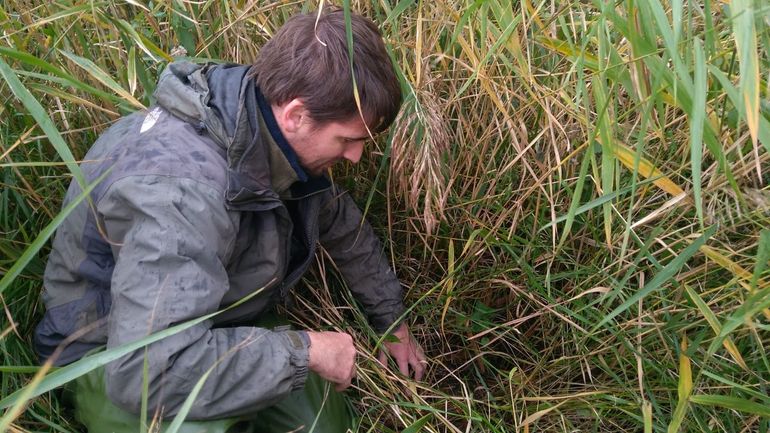 Op zoek naar keutels van de noordse woelmuis