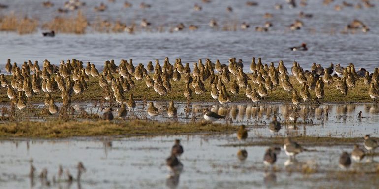 Een groep goudplevieren op een hoogwatervluchtplaats (hvp) nabij Vlissingen
