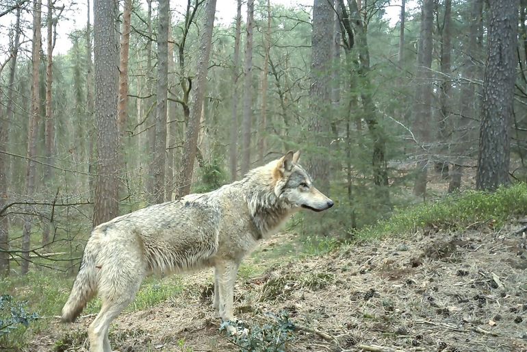 Wolf vastgelegd met een wildcamera