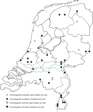 Vindplaatsen van schorpioenmieren in Nederland