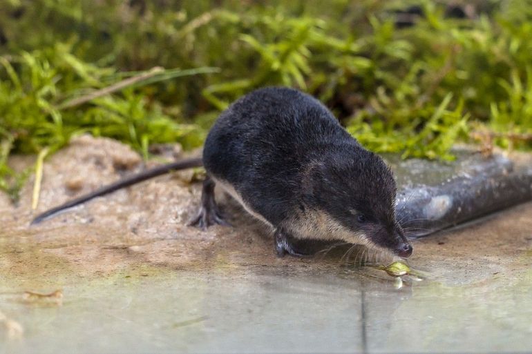 Waterspitsmuis
