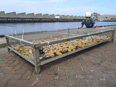 Aardappelen en lege oesterschelpen nemen de plaats van de paardenmosselen in