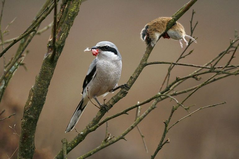 Klapekster met prooi