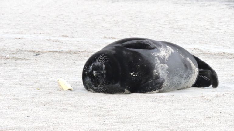 Close-up van zwarte zeehond