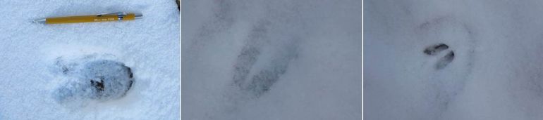 Zoogdierprenten in de sneeuw: v.l.n.r.: edelhert, ree, wild zwijn