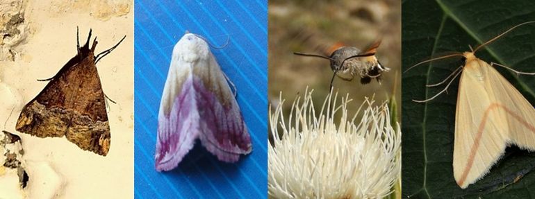 Enkele opvallende nachtvlinders in 2015: v.l.n.r. dubbelstipsnuituil, prachtpurperuiltje, kolibrievlinder & roodstreepspanner