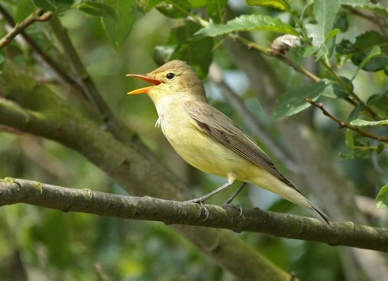 Beter goed gejat, dan slecht verzonnen, aldus de spotvogel