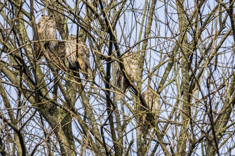Ransuilen kun je in deze tijd bij elkaar in een boom vinden