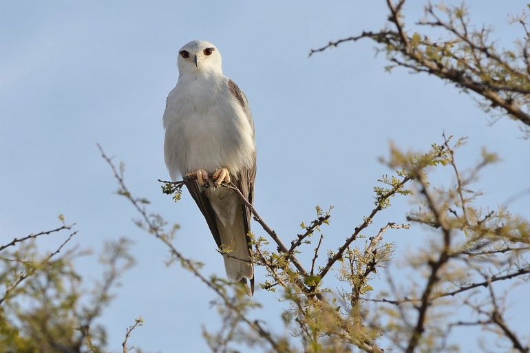 Grijze wouwen broeden in halfwoestijnen en open gebieden en jagen op kleine zoogdieren, vogels en insecten