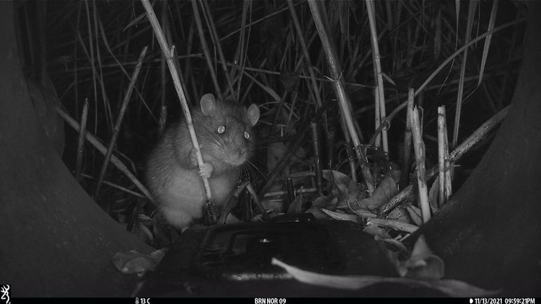 Ergens in een groen stukje Amsterdam ging er duidelijk wat door het hoofd van deze rat. Zou hij verlegen zijn? Bang in het donker? Wie zegt dat ratten niet schattig zijn, heeft duidelijk deze nooit ontmoet