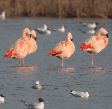 Chileense flamingo’s op de broedplaats in het Zwillbrocker Venn, Duitsland