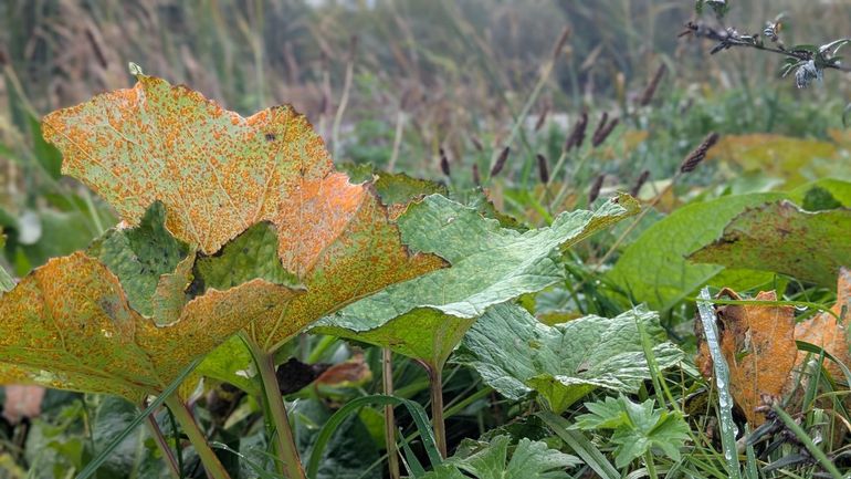 De roest kleurt het groene groot hoefblad op de oever oranje