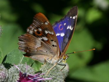 Kleine weerschijnvlinder in Hongarije. De blauwe gloed en de oogvlek met een oranje rand zijn mooi te zien