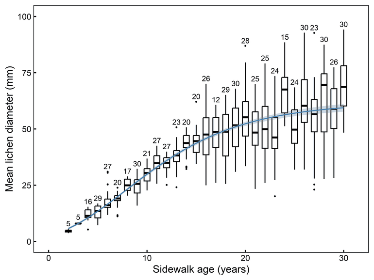 This graph shows the average size of Circinaria contorta in relation to sidewalk age. The grey dots represent the individual measurements collected during the study