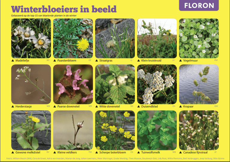Download de bloeiende-plantenzoekkaart (pdf; 3,4 MB)