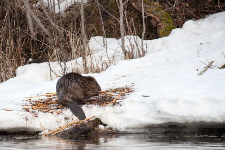 Bever in de sneeuw