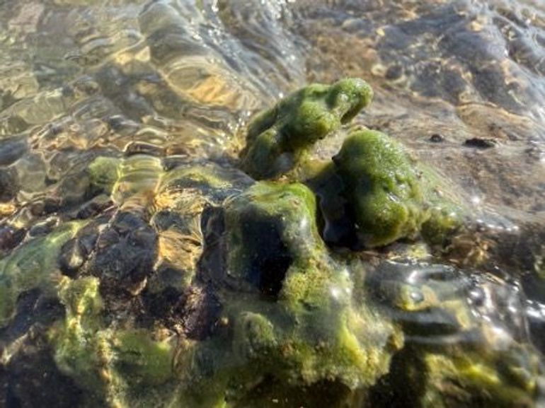 Zoetwaterspons op basaltblok in de rivier