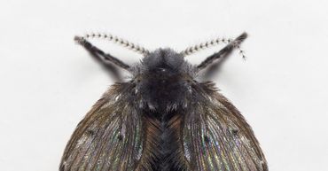 De wc-motmug (Clogmia albipunctata) was Insect van het Jaar 2023