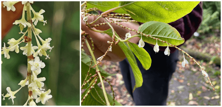 Functioneel vrouwelijke bloemen (links) en vruchten (rechts) van Japanse duizendknoop
