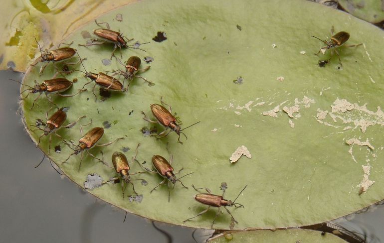 Rietkevers leven vaak in groepjes bij elkaar