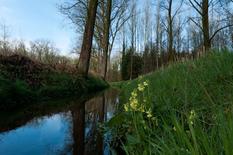Slanke sleutelbloem in leembos