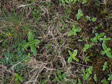 Jonge valkruidrozetten in zaaiplot, Dwingelderveld
